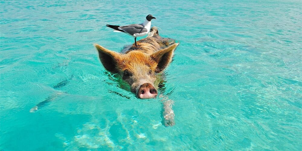 10 Unforgettable Experiences Beyond the Beach in The Bahamas