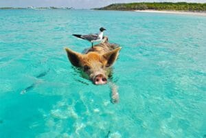 10 Unforgettable Experiences Beyond the Beach in The Bahamas