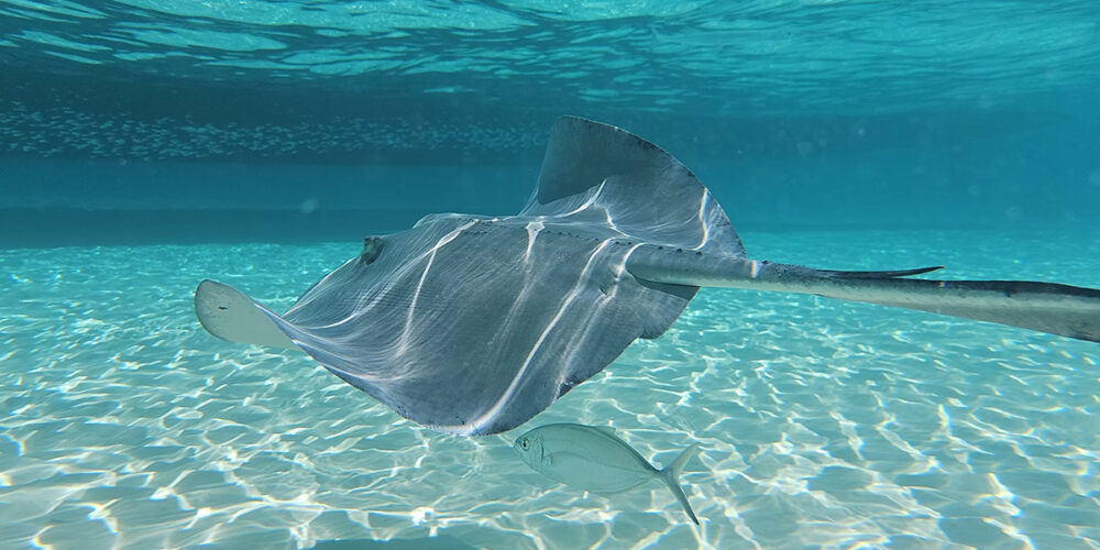 Discover Stingray City in Grand Cayman. What to expect, when to go, and tips for an unforgettable Caribbean experience.