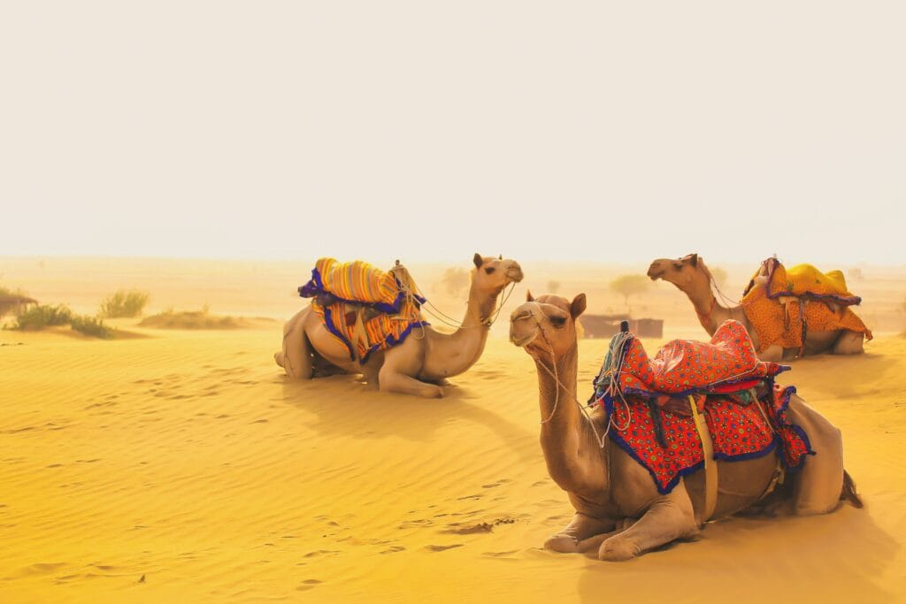 7 Days in Rajasthan, A First-Time Traveler’s Guide to Udaipur, Jodhpur and Jaisalmer