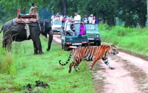 Top Wildlife Safaris in India You Must Experience Once